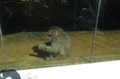 Výlet do ZOO