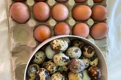 Vejce, vajíčka samá barvička