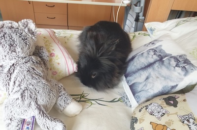 Věrná kamarádka Bobina