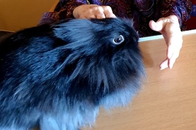 Věrná kamarádka Bobina
