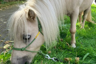 Pampi na Vážkách - září