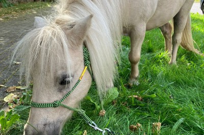 Pampi na Vážkách - září