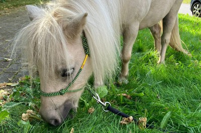 Pampi na Vážkách - září