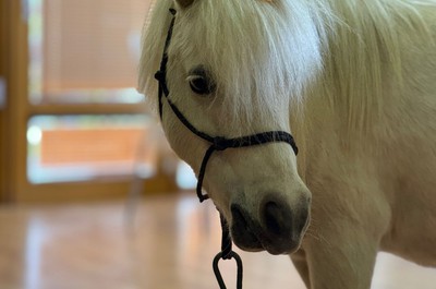 Ponička Pampi