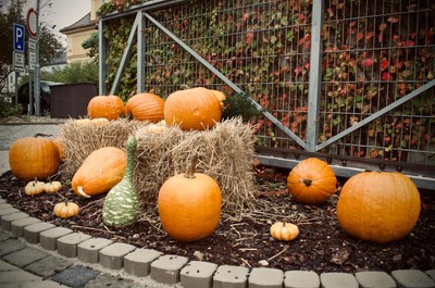 Tradiční Františkovské dýňování